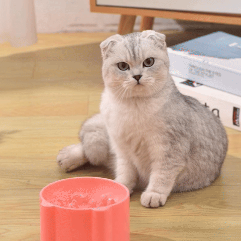 Gamelle surélevé pour Chat, Anti-Vomissements et alimentation lente. - ChatLoulou