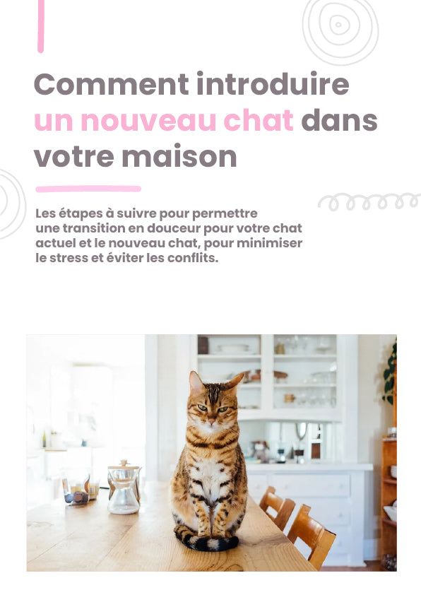 Comment introduire un nouveau chat dans votre maison - ChatLoulou