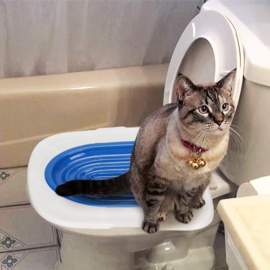 Kit de formation toilettes pour chat - ChatLoulou