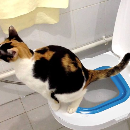 Kit de formation toilettes pour chat - ChatLoulou