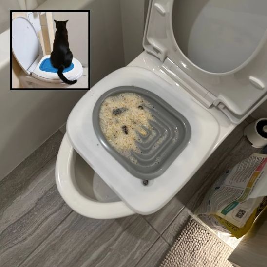 Kit de formation toilettes pour chat - ChatLoulou