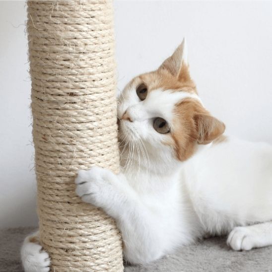 Corde à gratter en Sisal Naturel pour Chats : Le Paradis des Griffes - ChatLoulou