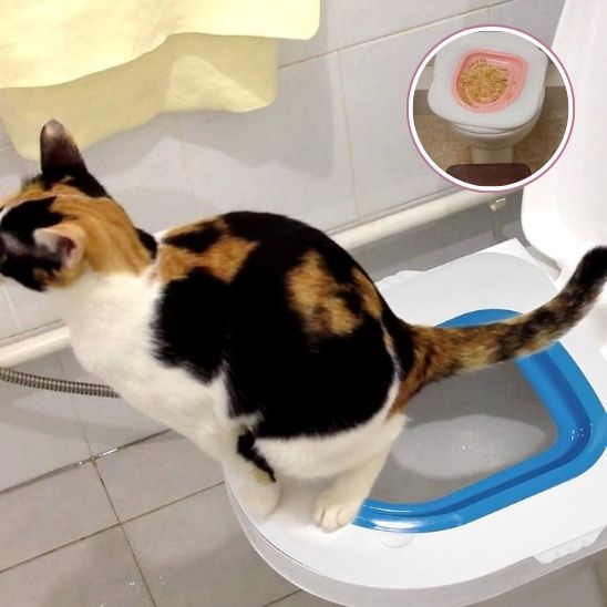 Kit de formation toilettes pour chat - ChatLoulou